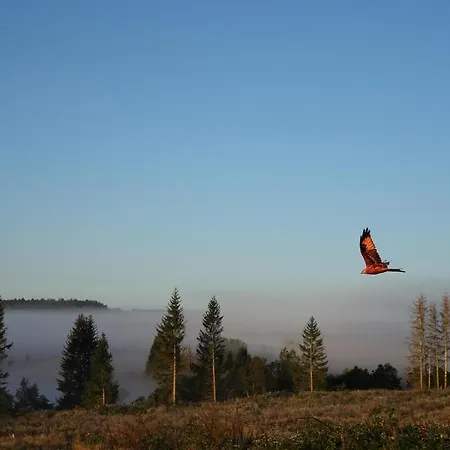 Blauvogel Blauvogel 052